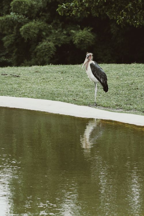 Free Elegant marabou stork standing by a pond in a zoo enclosure, reflected in water. Stock Photo