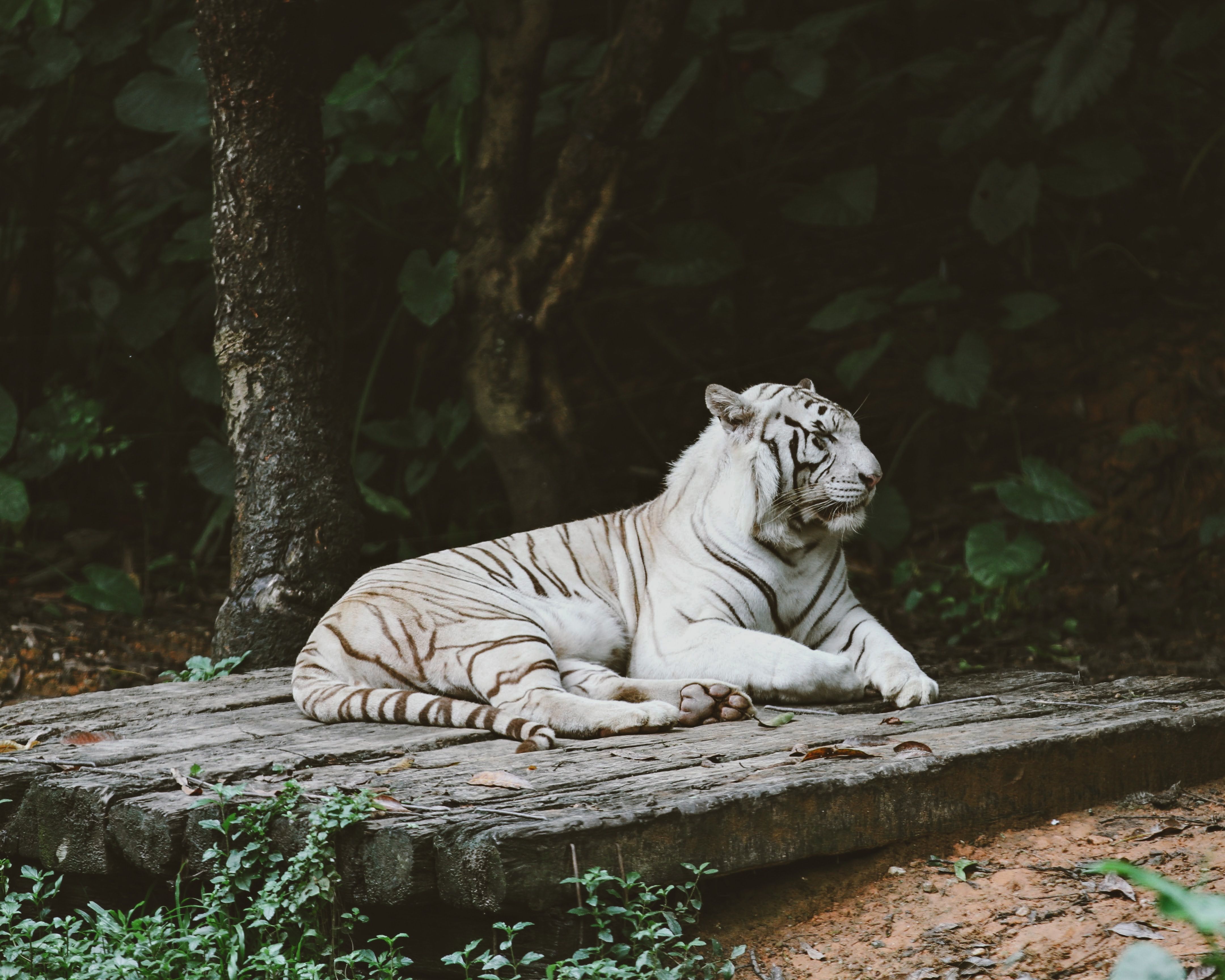 White Tiger Photos, Download The BEST Free White Tiger Stock Photos ...