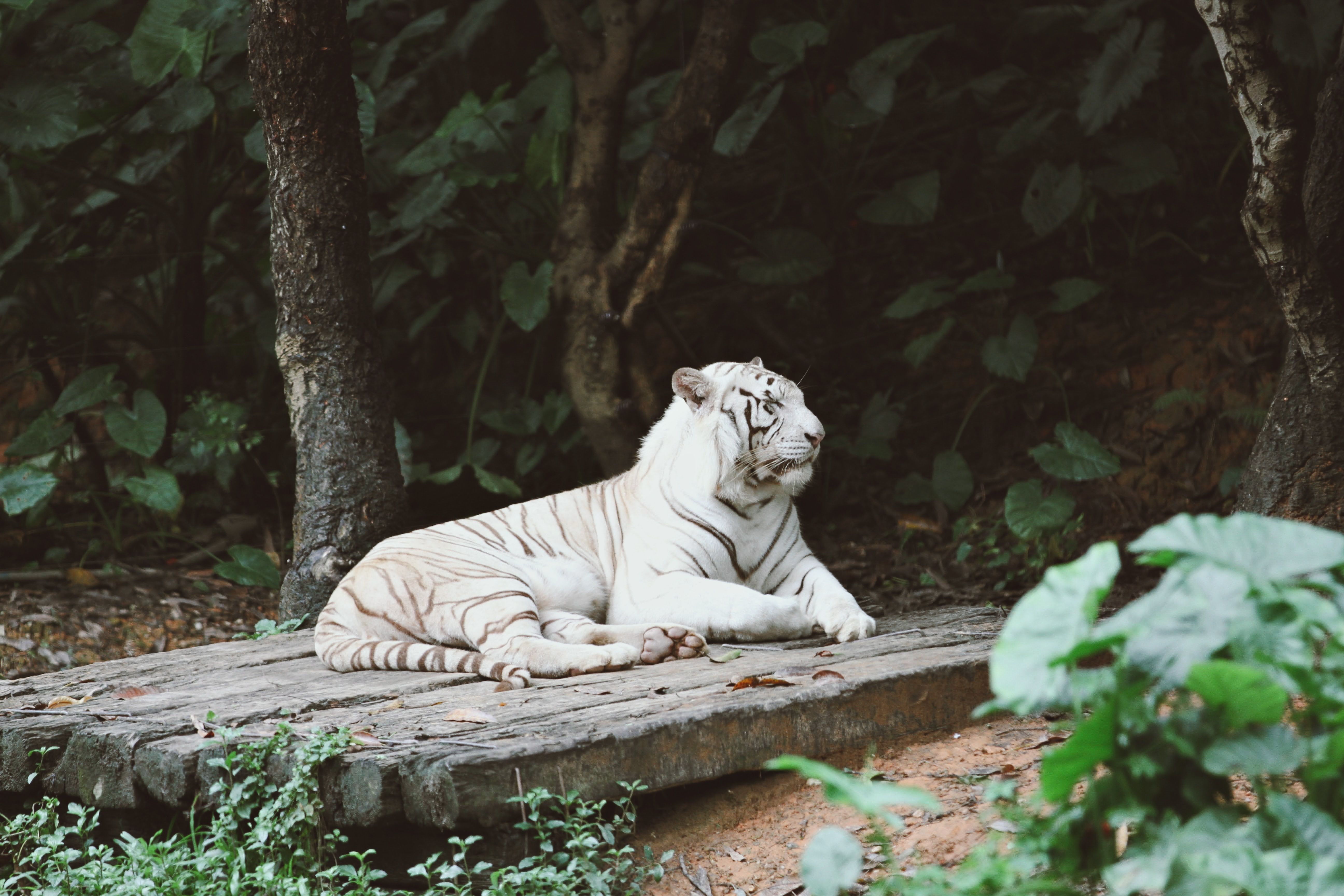 231.626+ Fotos y Imágenes de Tigres blancos Gratis · Banco de Fotos Gratis