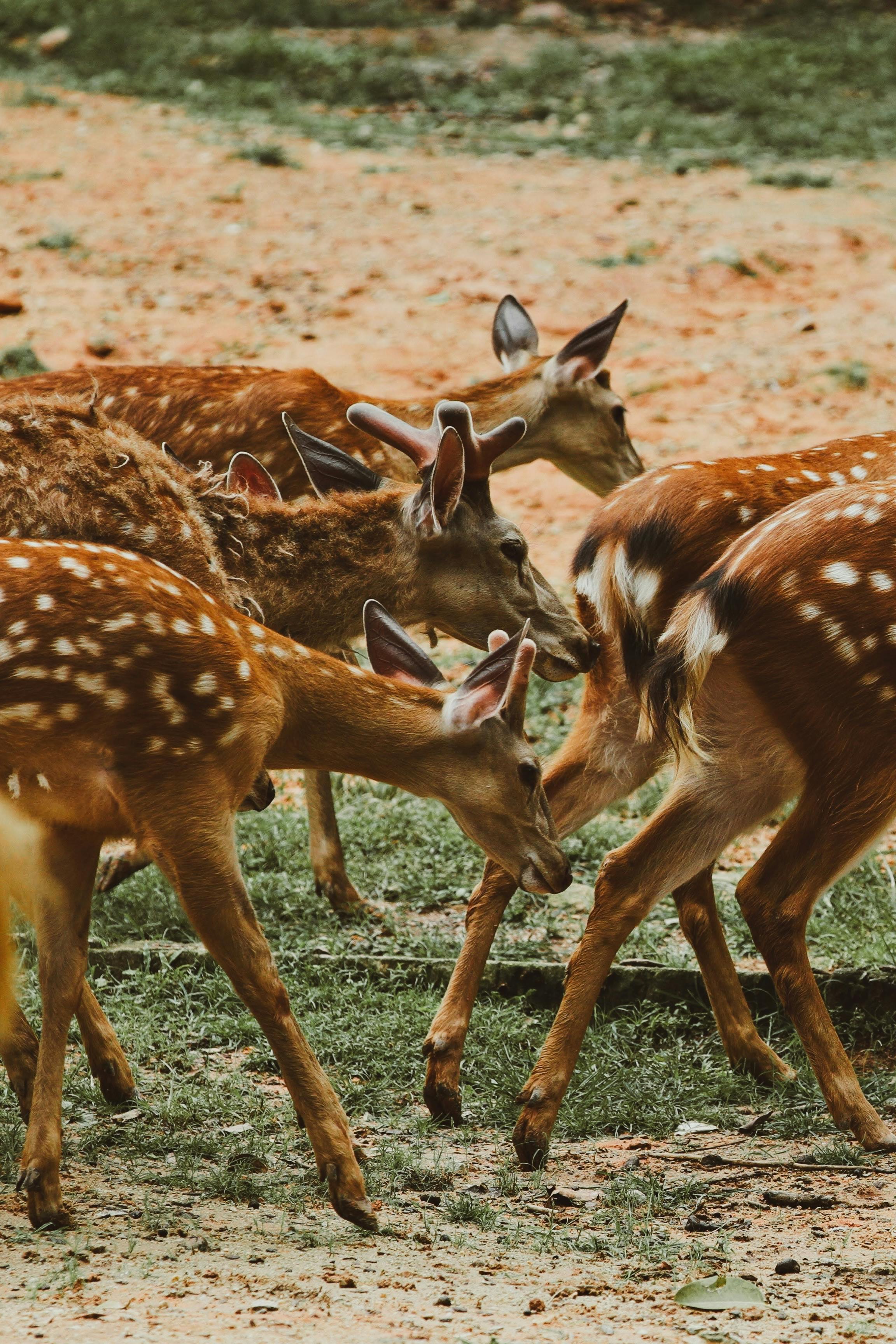 A group of young fawns grazing in a sunny summer field, showcasing nature and wildlife.