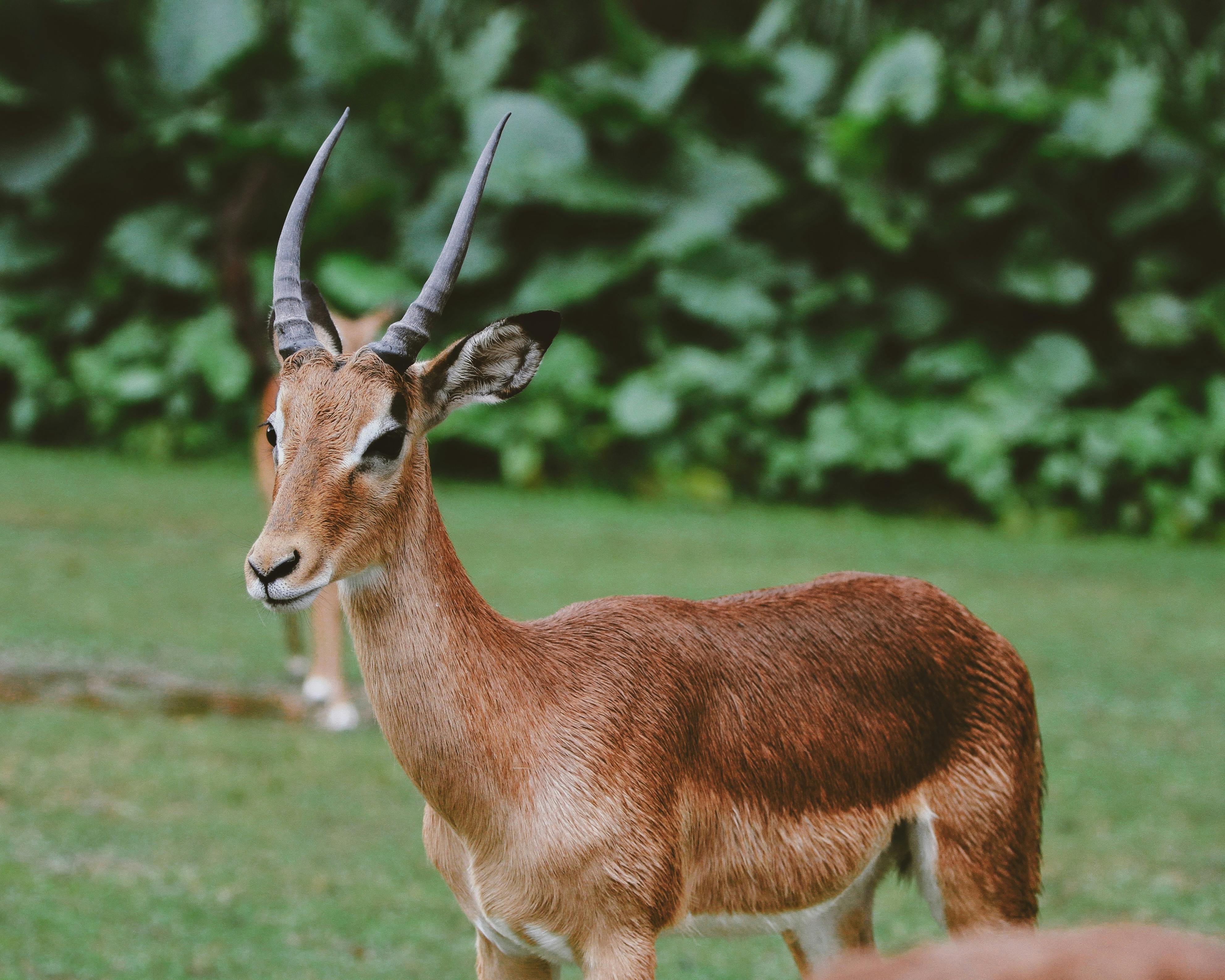 grátis Foto profissional grátis de aepyceros melampus, África do Sul, amigo do ambiente Foto profissional