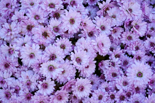 Abundance of Purple Flowers