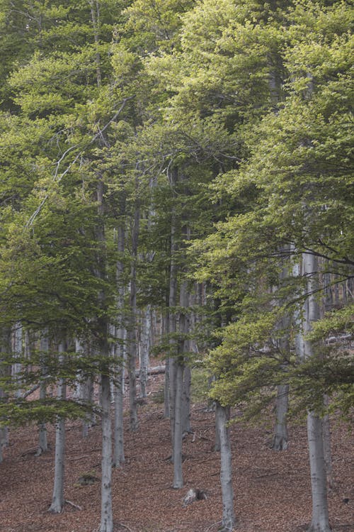 Foto d'estoc gratuïta de arbres verds, bosc, caure