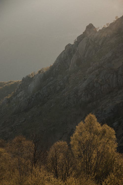 Foto d'estoc gratuïta de arbres, caure, cresta