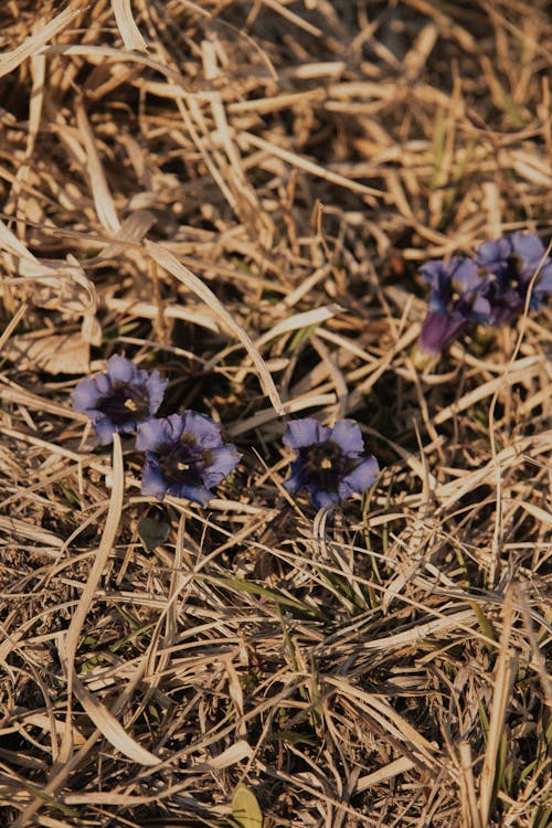 Foto d'estoc gratuïta de bosc, flora, flors