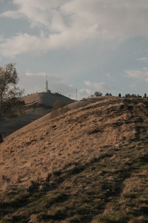 Foto d'estoc gratuïta de caure, herba marró, medi ambient