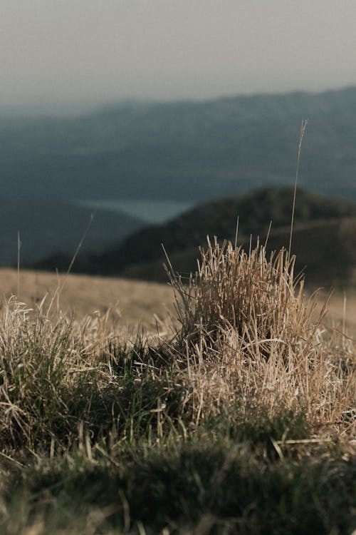 Foto d'estoc gratuïta de caure, creixement, herba