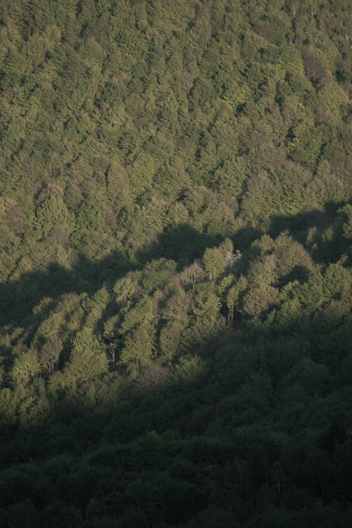 Aerial View of a Green Forest