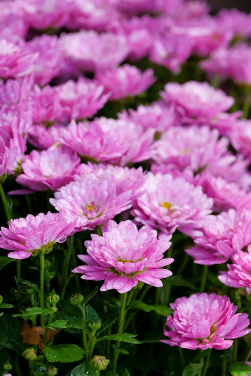 Close up of Flowers 