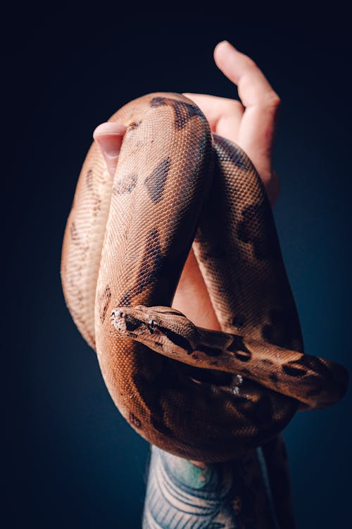 Gratis Serpiente Boa Constrictor En La Mano Foto de stock