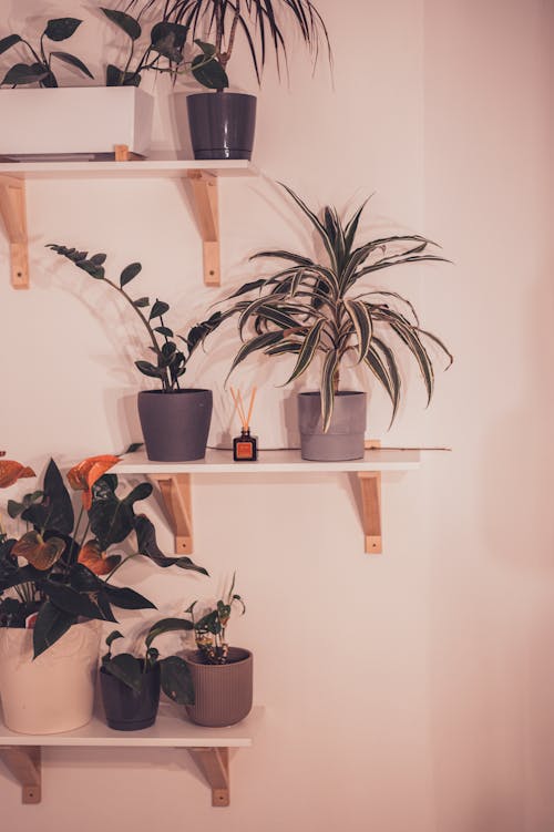 Plants on Shelves