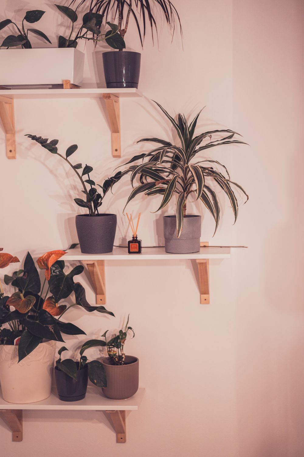 店内で育てる観葉植物