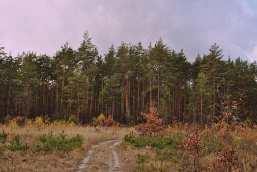 A scenic dirt path leads through an autumn forest with towering evergreen trees and colorful foliage.