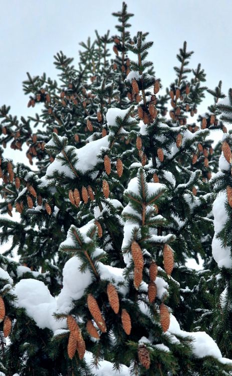 Snow Covered Spruce Tree with Cones · Free Stock Photo