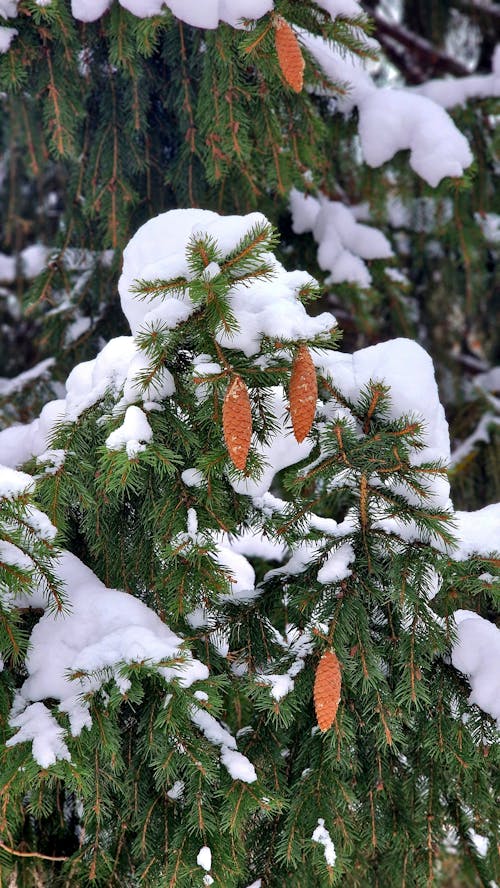 Základová fotografie zdarma na téma borovicové šišky, jehla, sníh