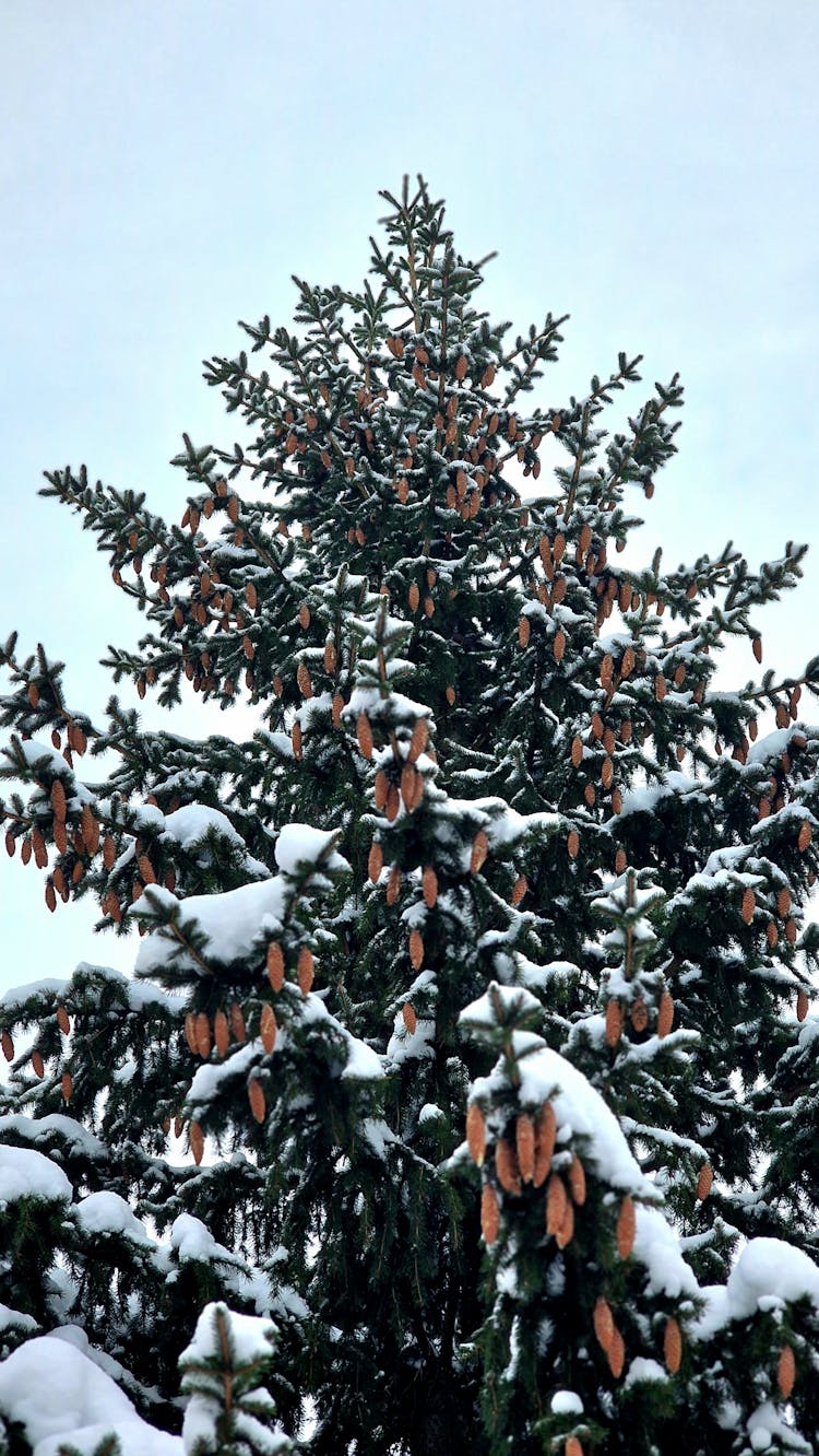 Snow Covered Spruce Tree