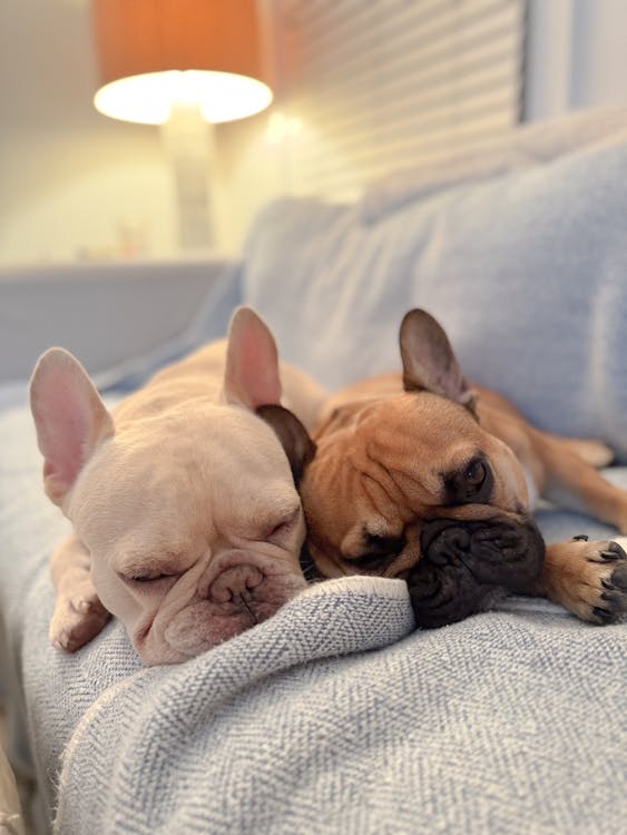 Free Dogs Lying Down on Couch Stock Photo