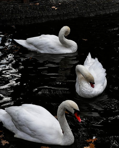 Swans on Pond