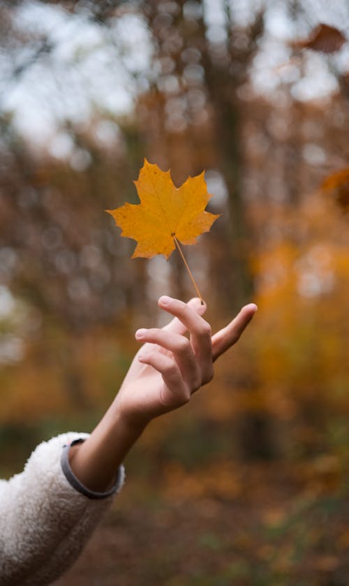 Gratis lagerfoto af blad, efterår, falde