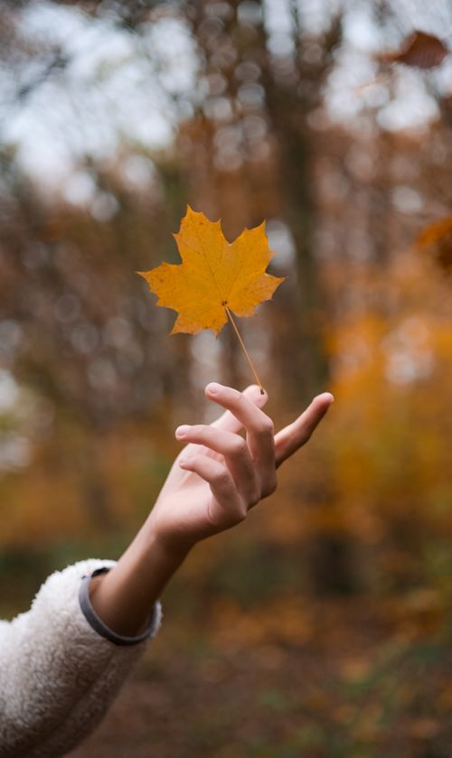 Free A person holds an autumn leaf in a Berlin forest, capturing seasonal beauty. Stock Photo