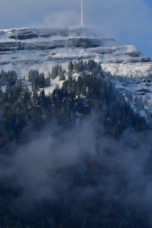 Coniferous Forest on Mountain Slope in Winter