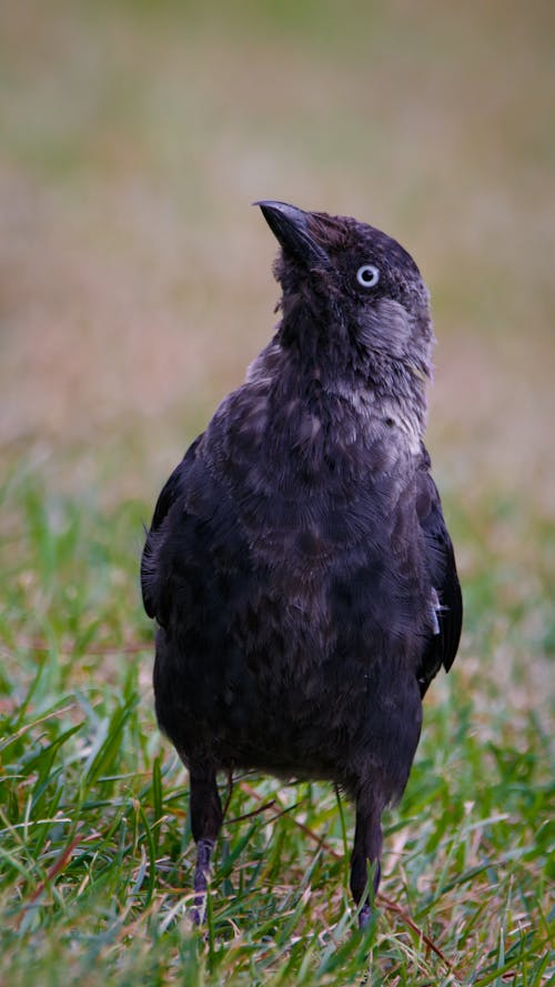 Western Jackdaw Bird