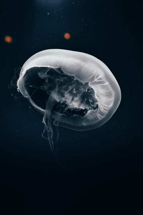 Free A captivating close-up shot of a jellyfish drifting gracefully in the deep sea. Stock Photo