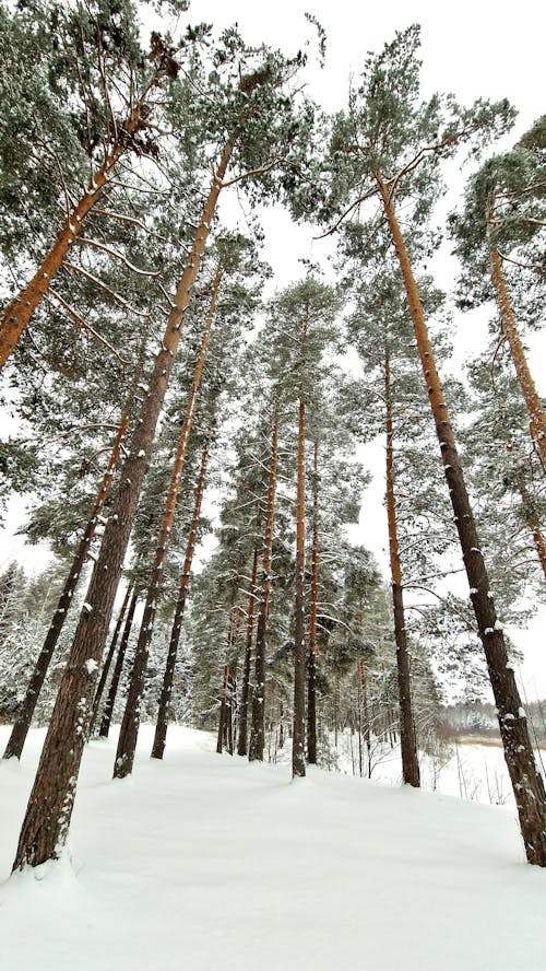 Trees in Woods in Winter