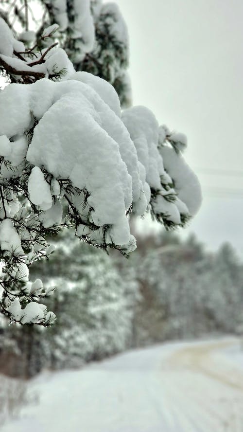 Snow on Tree by Road