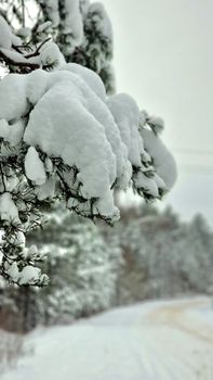 Close-up of snow-laden pine branches on a winter day, showcasing serene natural beauty.