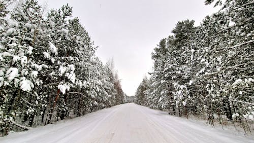 Empty Snow Covered Road Leading through Conifer Forest