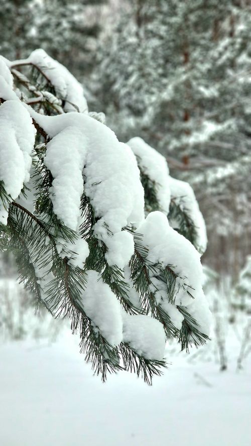 Free Close-up of a snow-covered pine branch, capturing the beauty of winter nature. Stock Photo