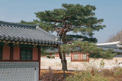 Darmowe zdjęcie z galerii z drzewo, gałęzie, gyeongbokgung