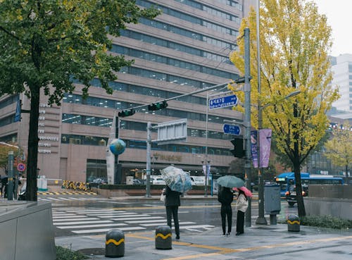 Crosswalk and Traffic Lights in Seoul