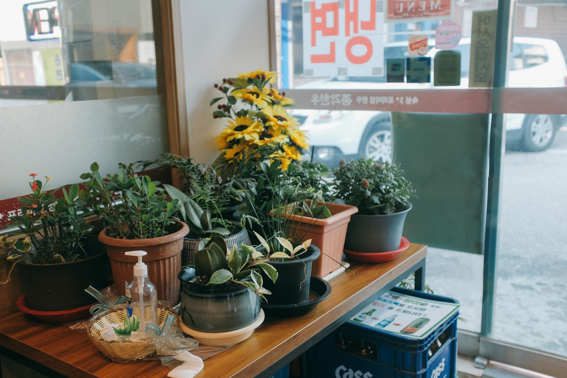 A cozy display of decorative potted plants on a table inside a Seoul cafe.