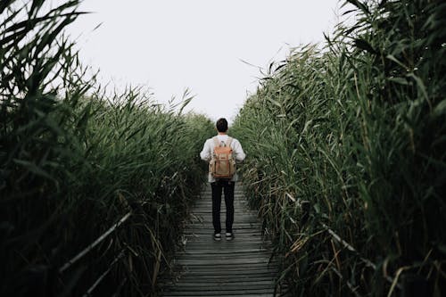 Man Walking down a Boardwalk between Giant Reeds 