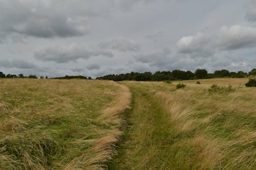 View of a Grass Field in the Countryside 