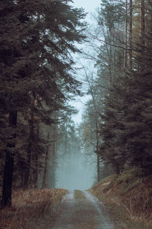 Free A serene autumn pathway in a dense conifer forest on a misty day, showcasing nature's tranquility. Stock Photo