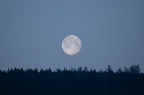 Free A serene full moon rises above the silhouette of a forest, against a clear evening sky. Stock Photo