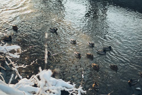 Foto Van Ducks On Water