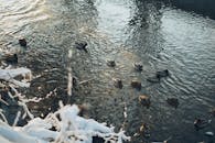 冬日里，一群鸭子在白雪覆盖的湖中优雅地游动，荡起圈圈涟漪