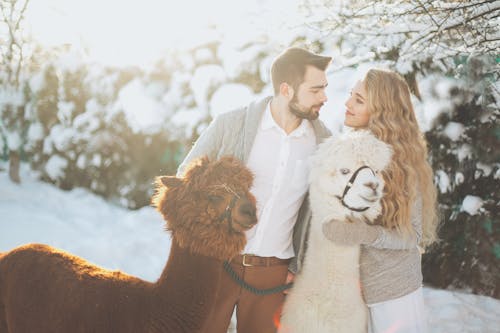 Free Couple With Two Llamas Stock Photo