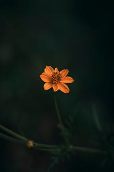 A vibrant orange Sulfur Cosmos flower captured in a detailed close-up outdoors.