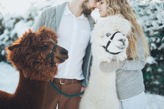 A couple embracing alpacas in a snowy winter setting, showcasing warm affection.