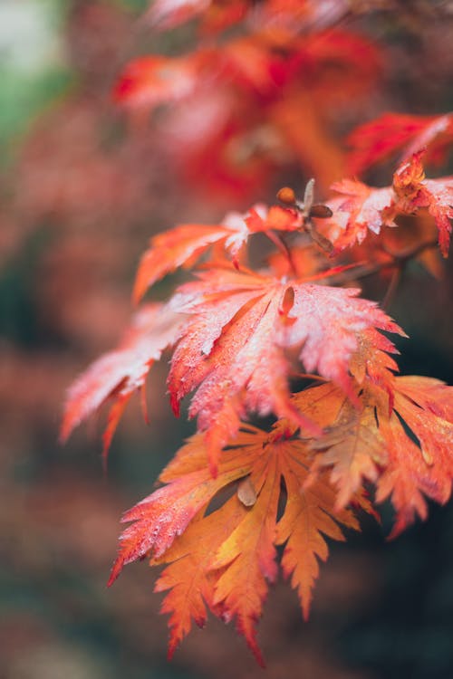 Immagine gratuita di albero, autunno, cadere