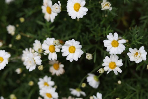 Chamomile Flowers in a Garden 