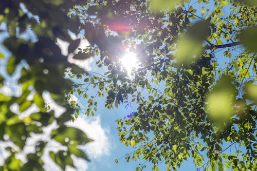 Kostnadsfri bild av grönska, himmel