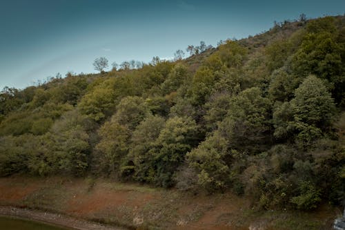 Foto profissional grátis de árvores, colina, declínio