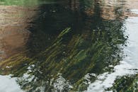 平静的河流中，郁郁葱葱的水下绿植与充满活力的倒影相映成趣