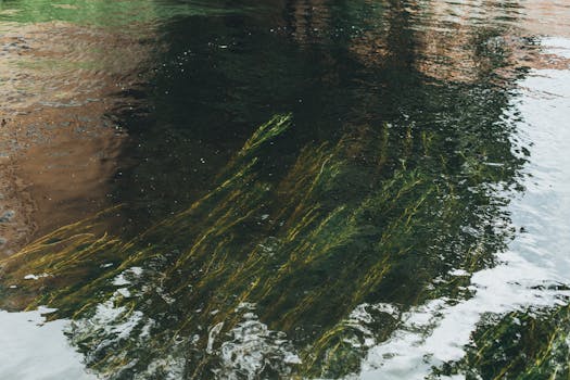 平静的河流中，郁郁葱葱的水下绿植与充满活力的倒影相映成趣